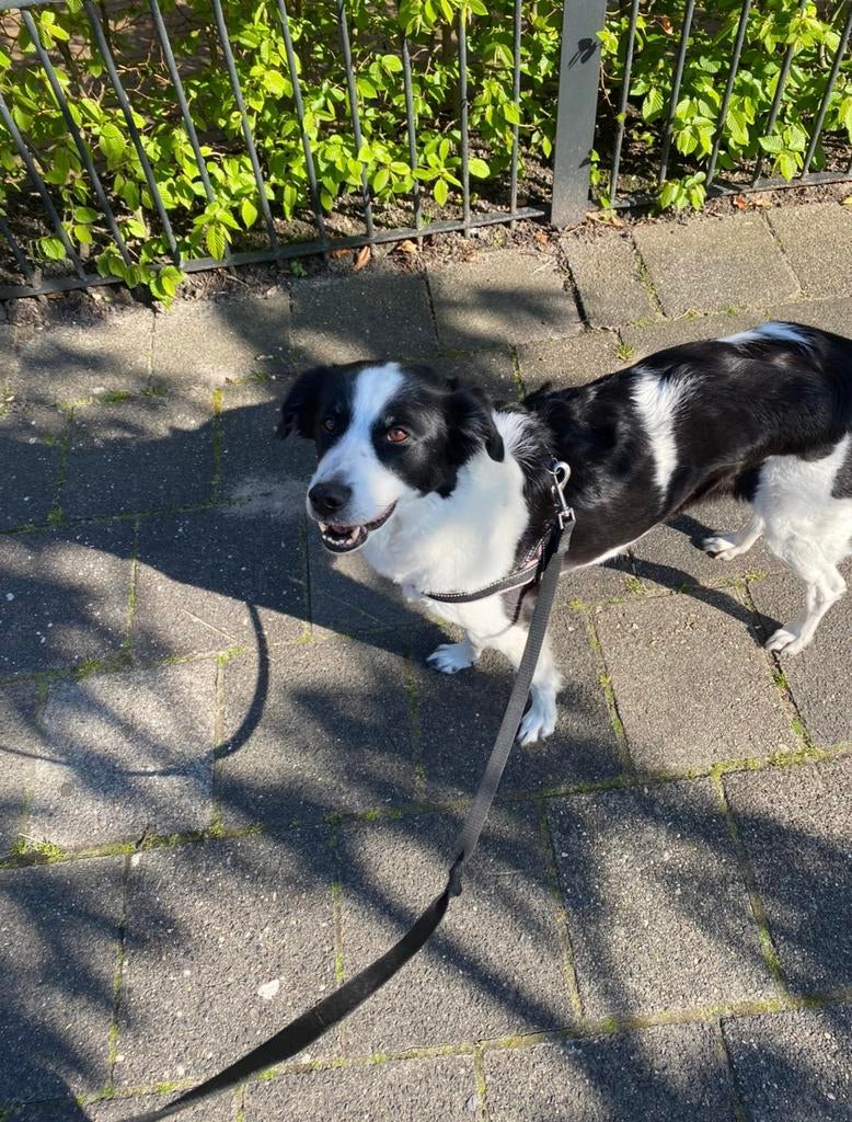 Deze trouwe schat zoekt een nieuw huisje, Dieren en Toebehoren, Honden | Niet-rashonden, 6 jaar of ouder, Particulier, Buitenland