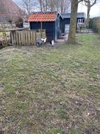 We zoeken een plek voor onze Wayandotte haan met 2 hennen., Meerdere dieren, Kip