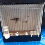 Zebravinken koppeltjes, Ophalen, Nieuw, Kooi-accessoires