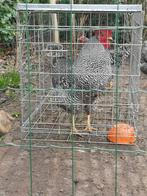 Te koop grote Amrock haan 14 maanden biologisch, Dieren en Toebehoren, Pluimvee, Mannelijk, Kip