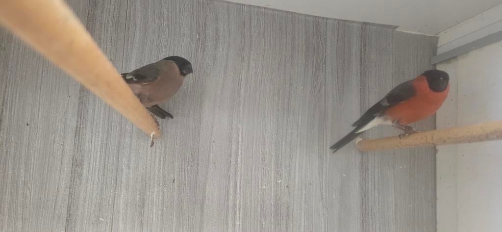 Koppel europeese goudvinken, Meerdere dieren