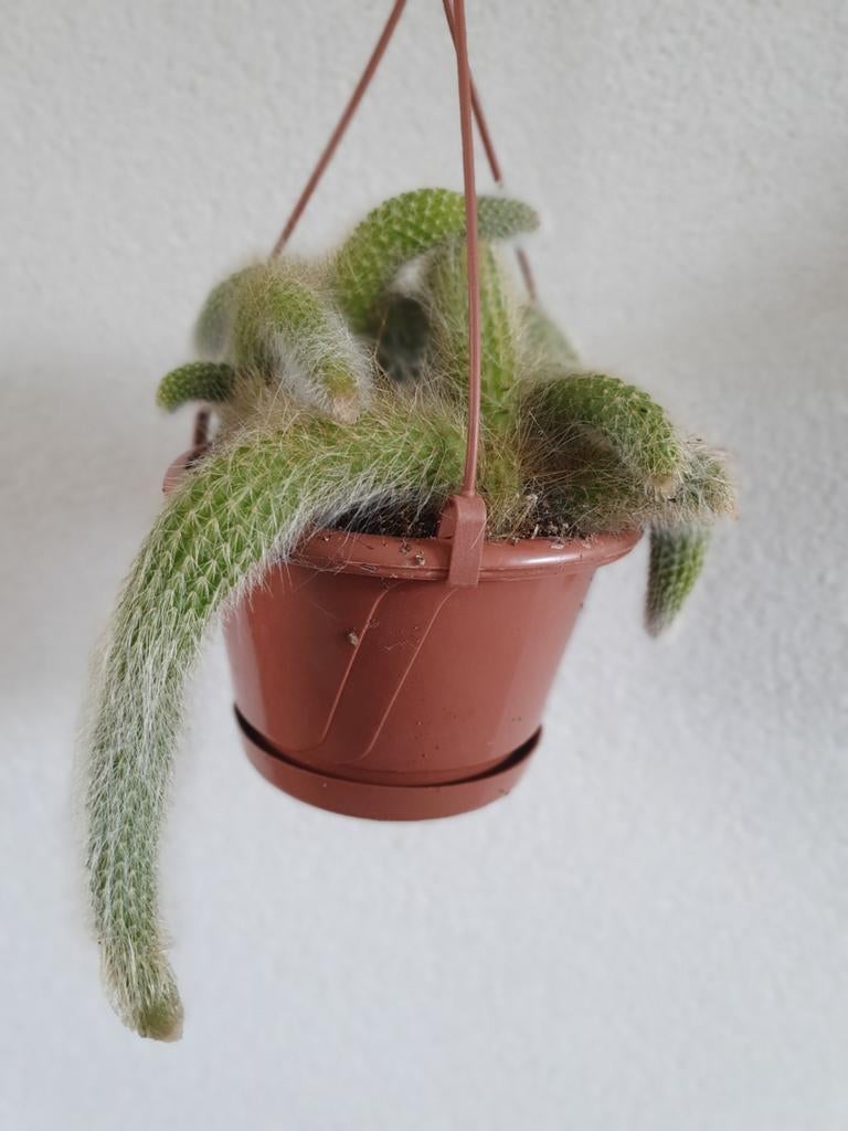 Apenstaartcactus.  Monkey's Tail Hildewintera Colademononis, Ophalen of Verzenden, Overige soorten, Volle zon