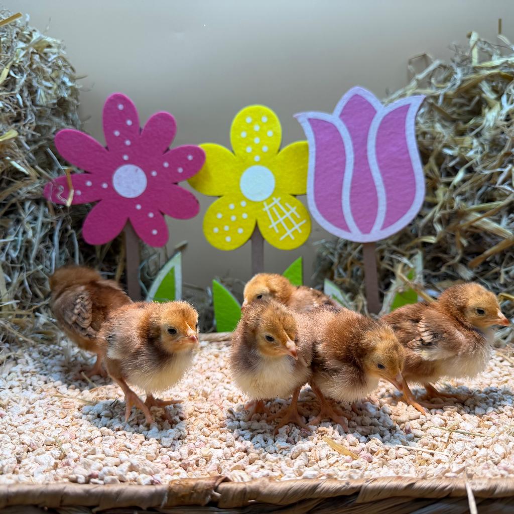 Tamme Rhode Island Red kriel kuikens gesekst & ingeënt