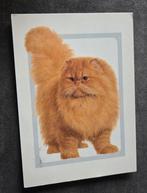 Mooie rode Perzische kat, Verzenden, 1980 tot heden, Gelopen, Hond of Kat