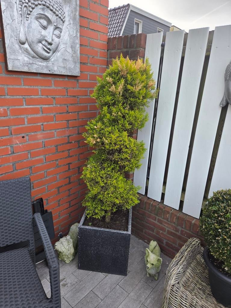 Sierlijke spiraalvormige conifeer in pot, Tuin en Terras, Planten | Tuinplanten, Overige soorten, Volle zon, Vaste plant, Ophalen of Verzenden