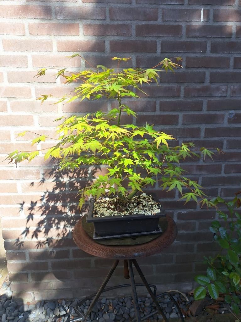 Mini- bonsai Japanse esdoorn Osakazuki, Tuin en Terras, Planten | Bomen, Ophalen, Bloeit niet, Halfschaduw, Overige soorten