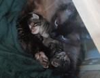 4 cyperse kittens, Dieren en Toebehoren, Katten en Kittens | Overige Katten, Meerdere dieren, 0 tot 2 jaar