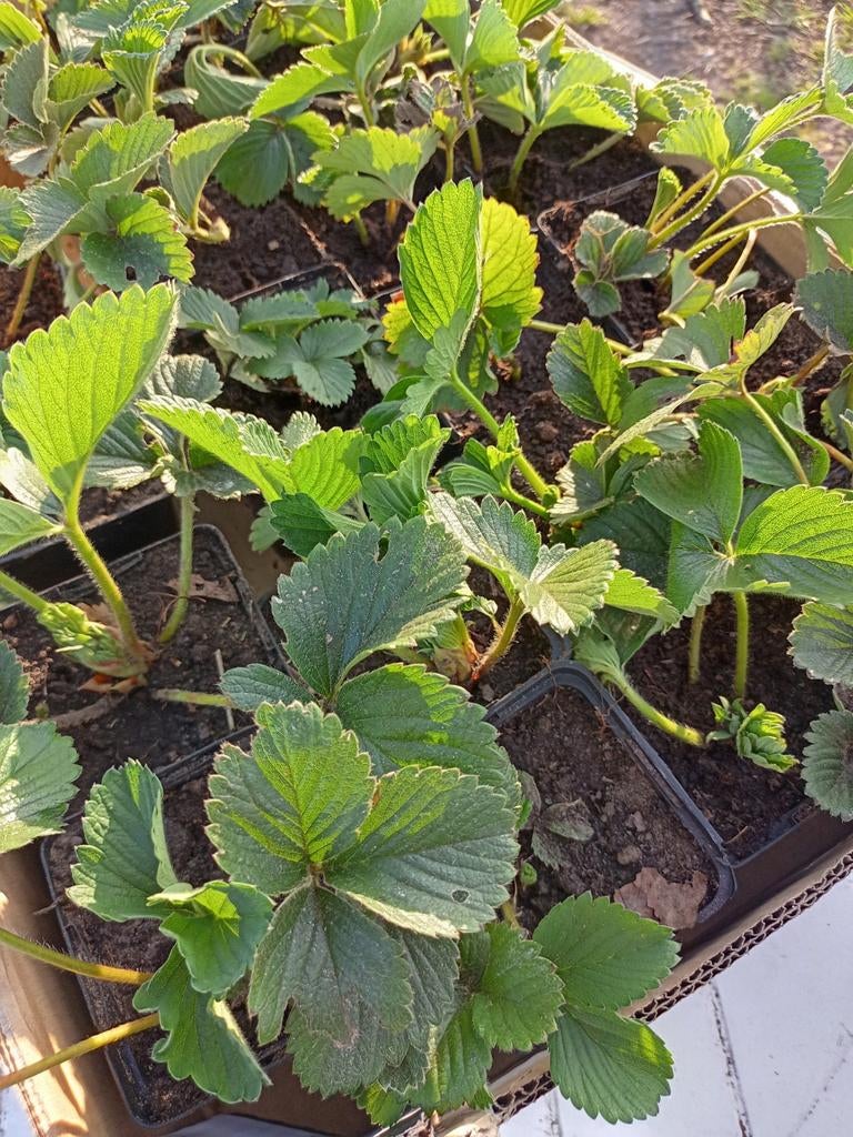 Aardbei plantjes, Tuin en Terras, Ophalen, Minder dan 100 cm, Overige soorten, Zomer