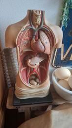 Menselijk anatomisch model uit 1900 en andere modellen, Ophalen, Gebruikt, Overige soorten, Overige typen