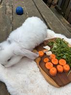Lieve franse hangoortje, Dieren en Toebehoren, Konijnen, Meerdere dieren, Groot