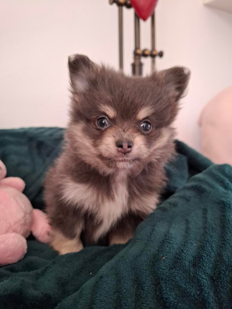 Mini pomchi teefje 8 weken oud., Teef, Eén hond, Chihuahua, Nederland