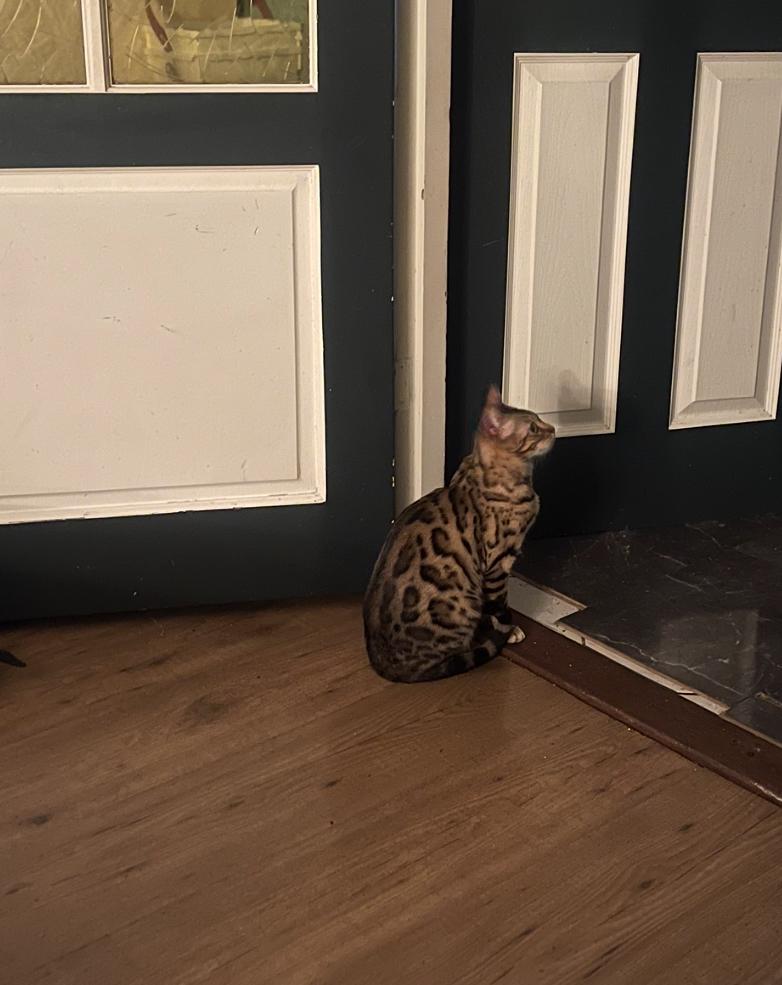 Bengaal met stamboom!!, Dieren en Toebehoren, Katten en Kittens | Raskatten | Korthaar, Poes, Ontwormd, 0 tot 2 jaar