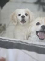 Cockarianian, Overige rassen, 8 tot 15 weken, Teef, Eén hond