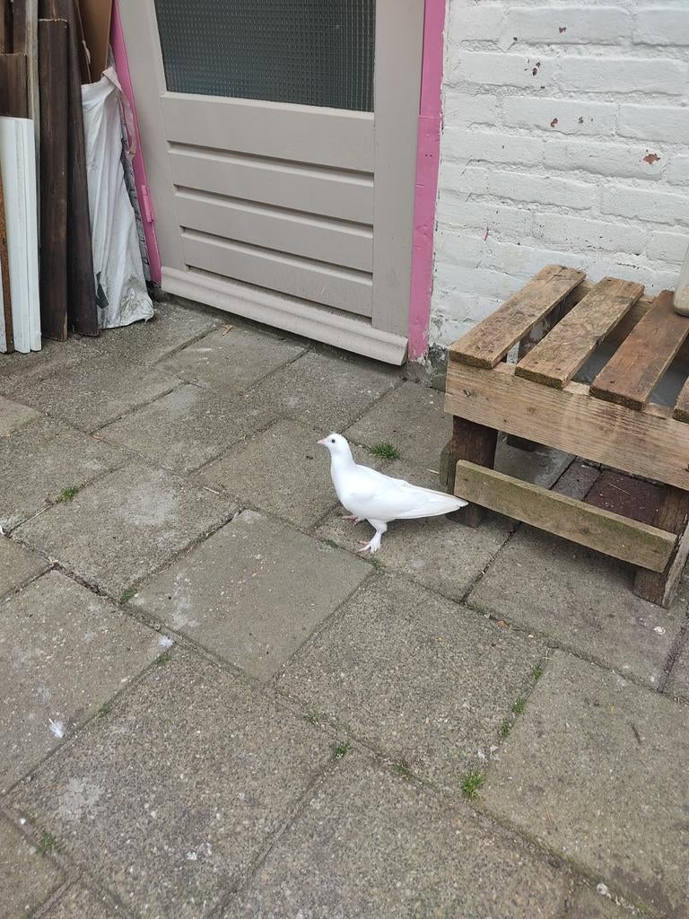 Mannelijk Turkse Takla Duiven, Vrouwelijk, Postduif