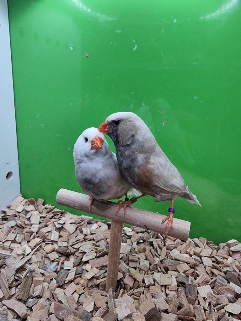 Te koop koppel charcoal wang, Dieren en Toebehoren, Vogels | Overige Vogels, Meerdere dieren