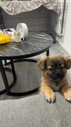 Prachtige Pekingees pup te koop – 8 maanden oud, 15 weken tot 1 jaar, Teef, Eén hond, Nederland