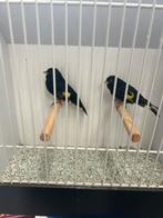 Zwarte sijzen, Dieren en Toebehoren, Meerdere dieren, Geringd