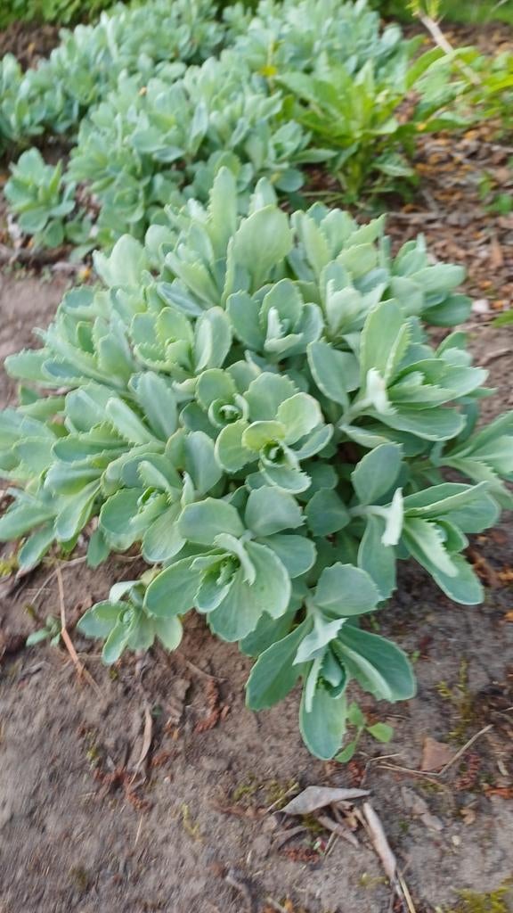 Sedum planten, Ophalen, Herfst, Bodembedekkers, Volle zon