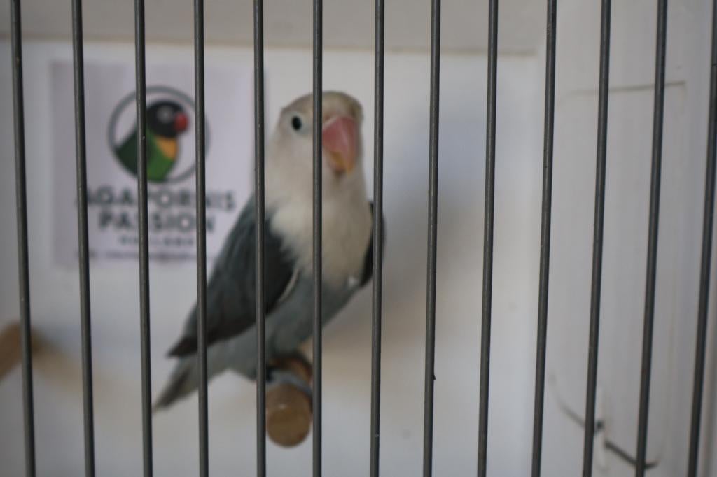 Agapornis Fischeri Bijzondere mutatie, Dieren en Toebehoren, Vogels | Parkieten en Papegaaien, Mannelijk, Dwergpapegaai of Agapornis