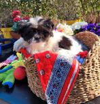 Leuke boomer pups te koop!, Parvo, 8 tot 15 weken, Meerdere, Meerdere dieren