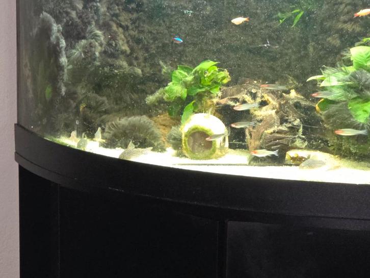 Juwel trigon 190 + kast, Dieren en Toebehoren, Vissen | Aquaria en Toebehoren, Gevuld zoetwateraquarium, Ophalen