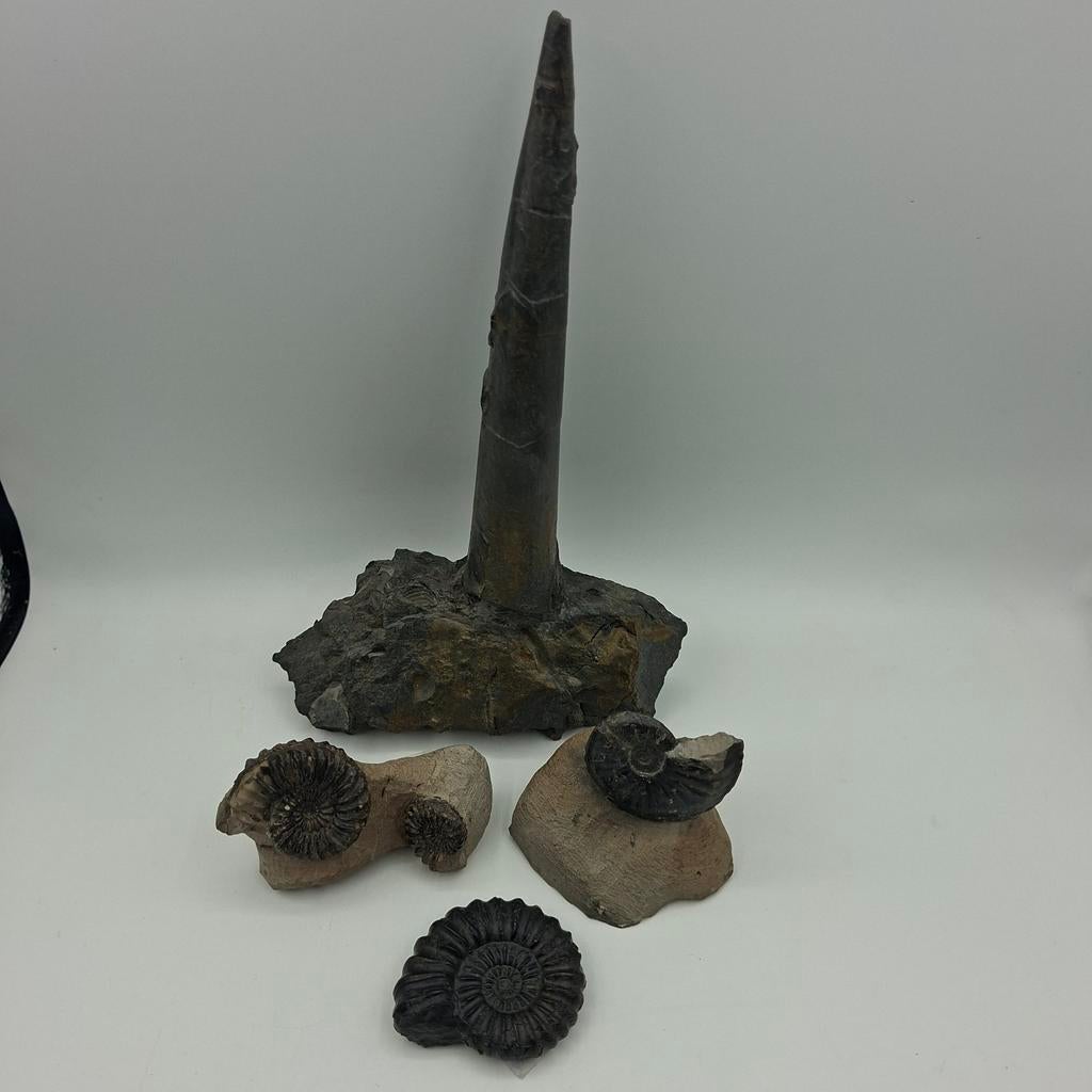 Set verschillende Ammoniet Jura Velpe Duitsland, Ophalen of Verzenden