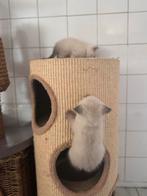 Britse korthaar, Meerdere dieren, Ontwormd