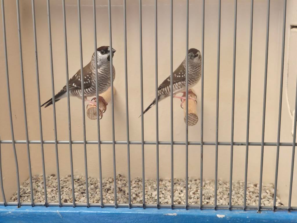 Koppels Ceres Amadine, Meerdere dieren