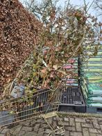 RESTPARTIJ 9 stuks HEDERA aan stok 160-180 cm, Ophalen, Vaste plant, Bloeit niet, Halfschaduw