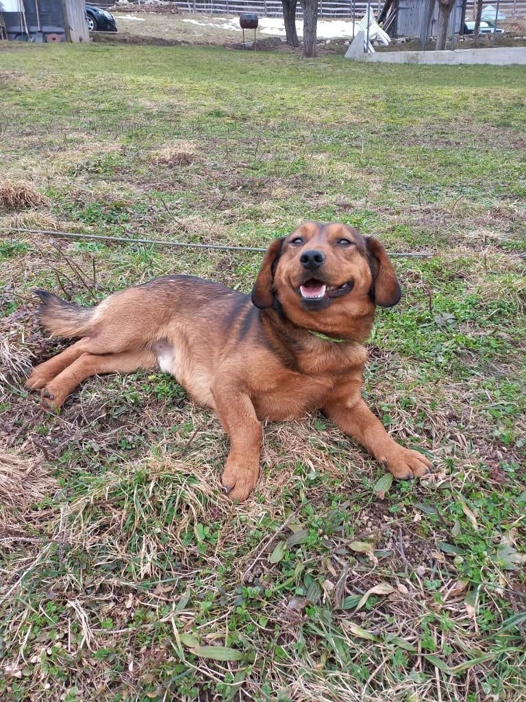  Sonny – klein van formaat, groots in liefde , Particulier, Reu, 1 tot 2 jaar, Buitenland