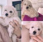 Toypoedel teefje met stamboom, Dieren en Toebehoren, België, Particulier, Keeshond, 15 weken tot 1 jaar