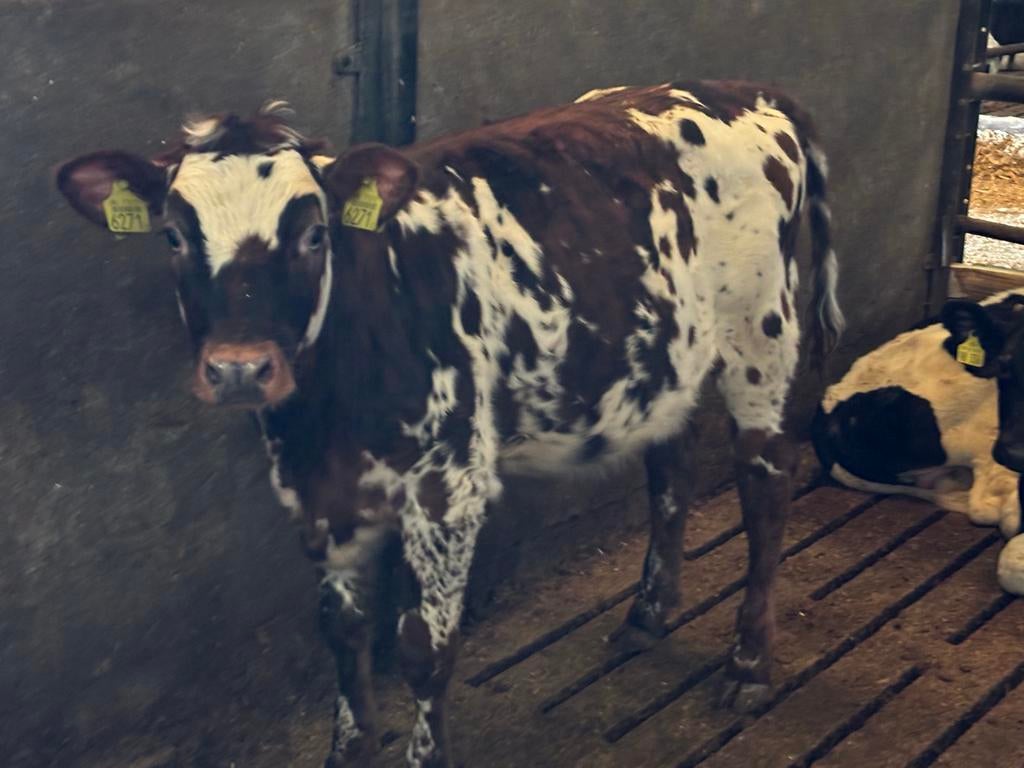 Vaars kalveren, Dieren en Toebehoren