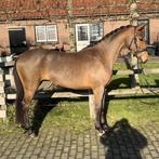 Gave E pony WEEKENDDEAL, Dieren en Toebehoren, Pony's, Met stamboom, 3 tot 6 jaar, Onbeleerd, Merrie