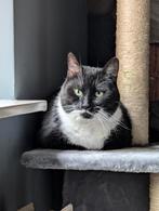 europese korthaar kat, Dieren en Toebehoren, Katten en Kittens | Raskatten | Korthaar, Kater, Gechipt, 3 tot 5 jaar