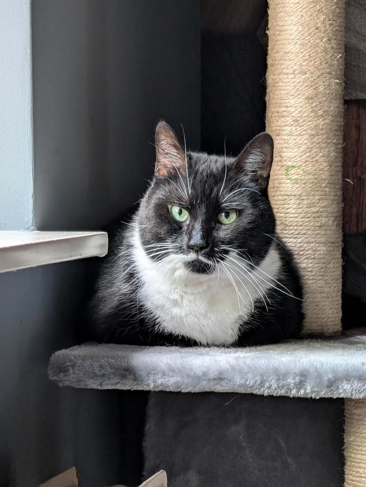 europese korthaar kat, Dieren en Toebehoren, Katten en Kittens | Raskatten | Korthaar, Kater, 3 tot 5 jaar, Gechipt, Ontwormd