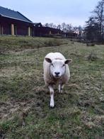 Engelse Texelaars ooilammeren, Dieren en Toebehoren, Schapen, Geiten en Varkens, Meerdere dieren, Schaap