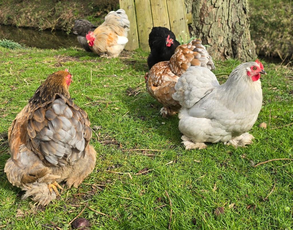 Cochin (Kriel) Broedeieren vers!, Dieren en Toebehoren, Geslacht onbekend, Kip