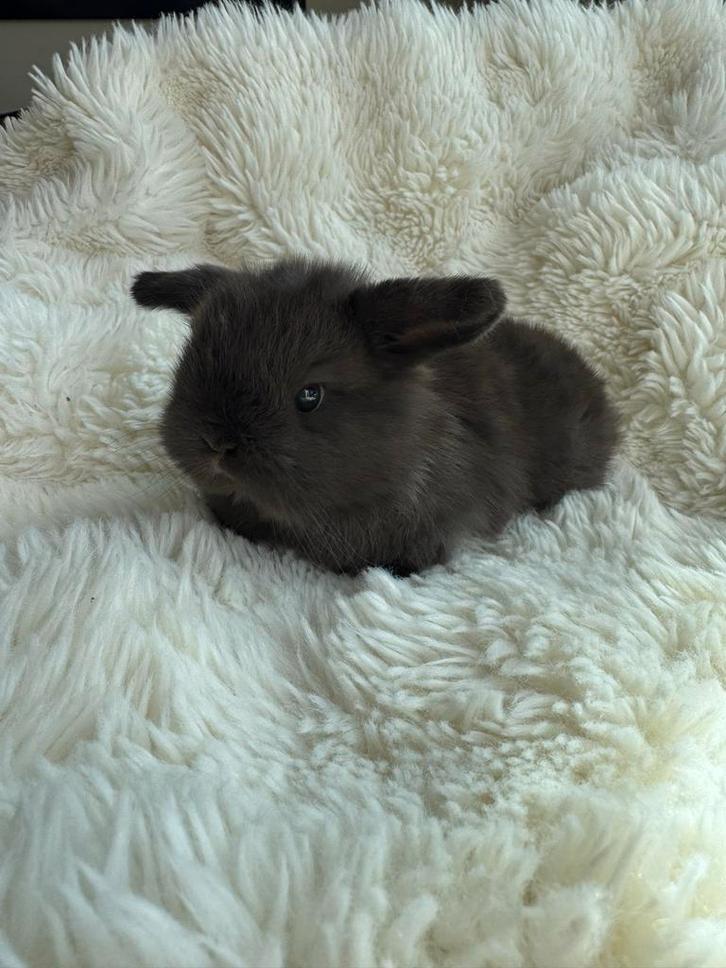 Mini lop baby konijn in de kleur choco, Dieren en Toebehoren, Konijnen, Dwerg, Geslacht onbekend, 0 tot 2 jaar, Hangoor