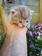 3 prachtige kittens te koop!