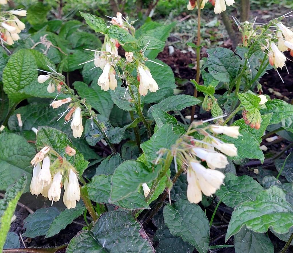 vaste planten die wit/crème bloeien, Tuin en Terras, Ophalen of Verzenden, Vaste plant, Overige soorten, Halfschaduw