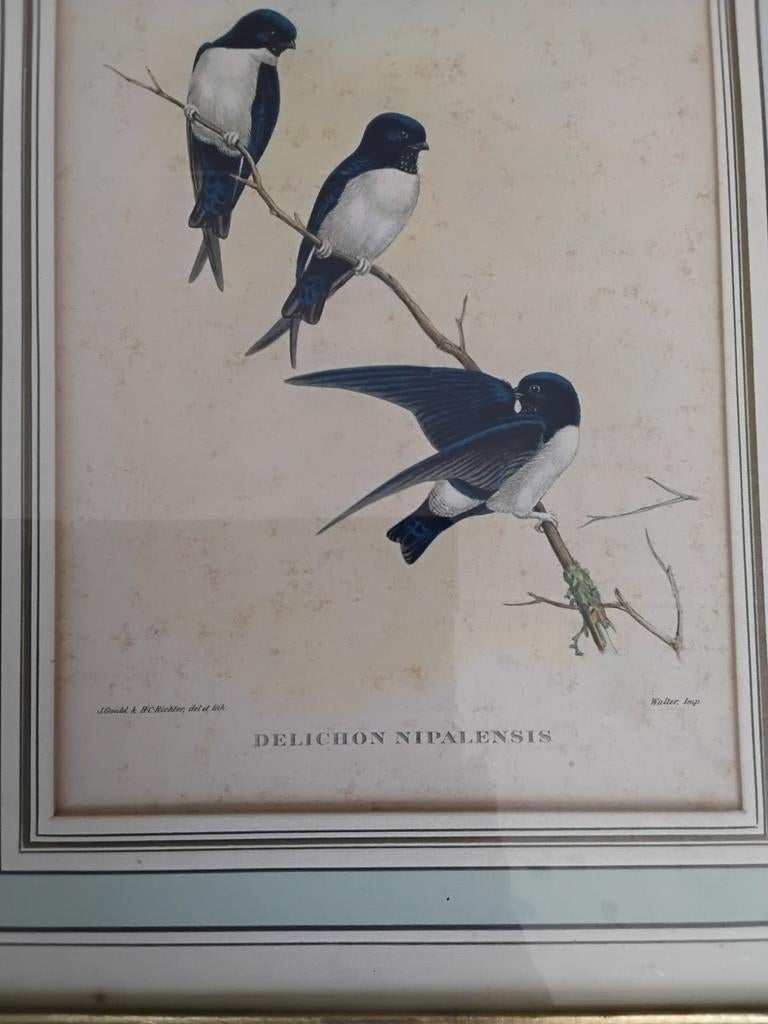 Delichon Nipalensis Lijst, Ophalen of Verzenden