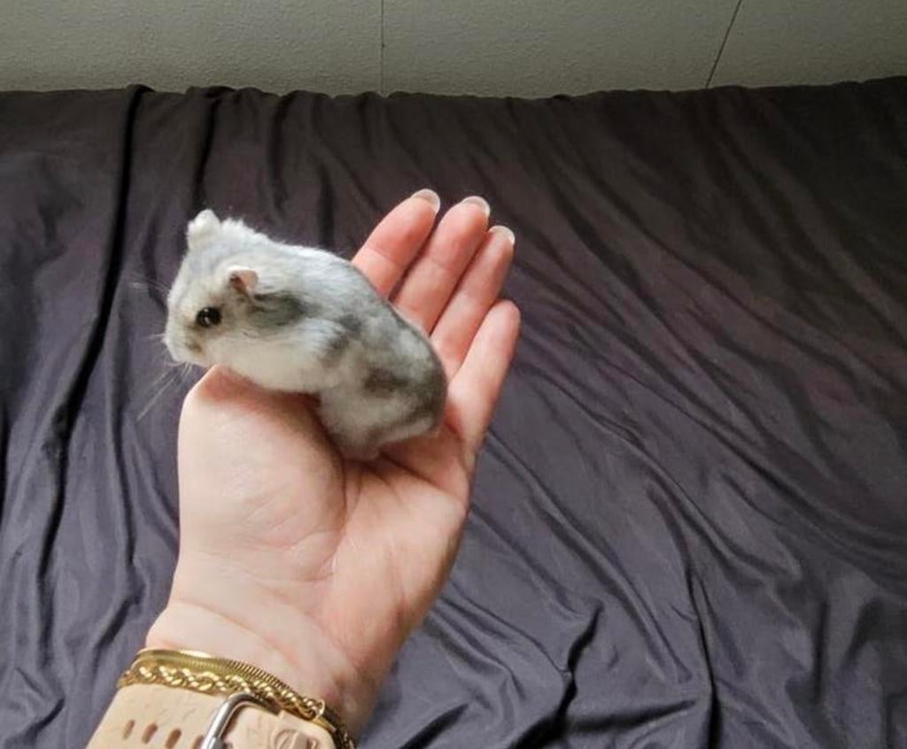 Dwerghamster Vrouwtje, Dieren en Toebehoren, Knaagdieren, Hamster, Vrouwelijk, Tam, Oktober
