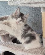 Maine Coon kitten xxl beschikbaar, Meerdere dieren, Ontwormd, 0 tot 2 jaar
