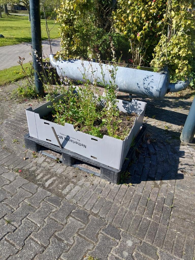 Moestuin bakken/gemakkelijke groente tuin, Ophalen