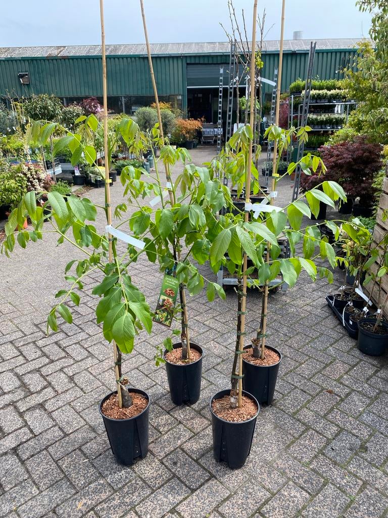 Walnootboom 'Broadview' - Juglans regia 1,20 hoog, Overige soorten, Lente, Minder dan 100 cm, Ophalen