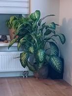Grote Dieffenbachia kamerplant in pot, Huis en Inrichting, Kamerplanten, Ophalen, 100 tot 150 cm, Overige soorten, Halfschaduw