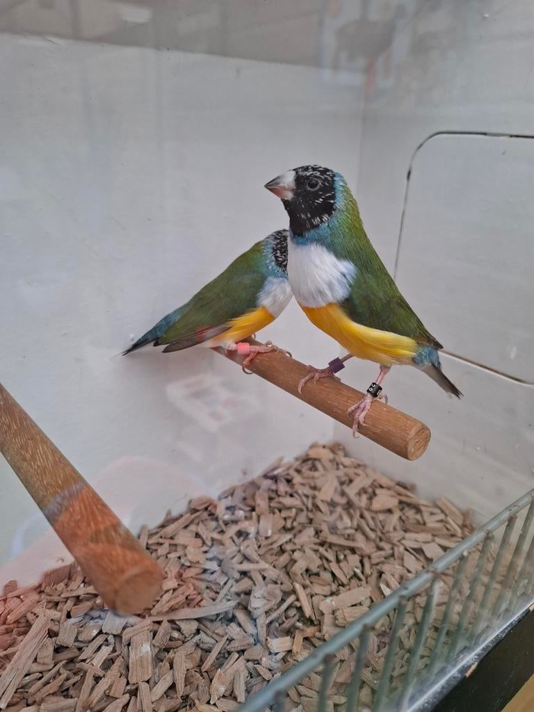 Gouldamadine, Dieren en Toebehoren, Vogels | Overige Vogels, Mannelijk