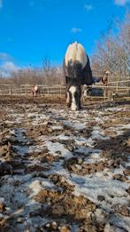 Knappe Tinker Ruin bijna 3, Ruin, 3 tot 6 jaar