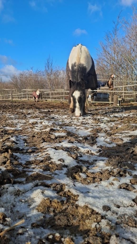 Knappe Tinker Ruin bijna 3, Dieren en Toebehoren, Ruin, 3 tot 6 jaar