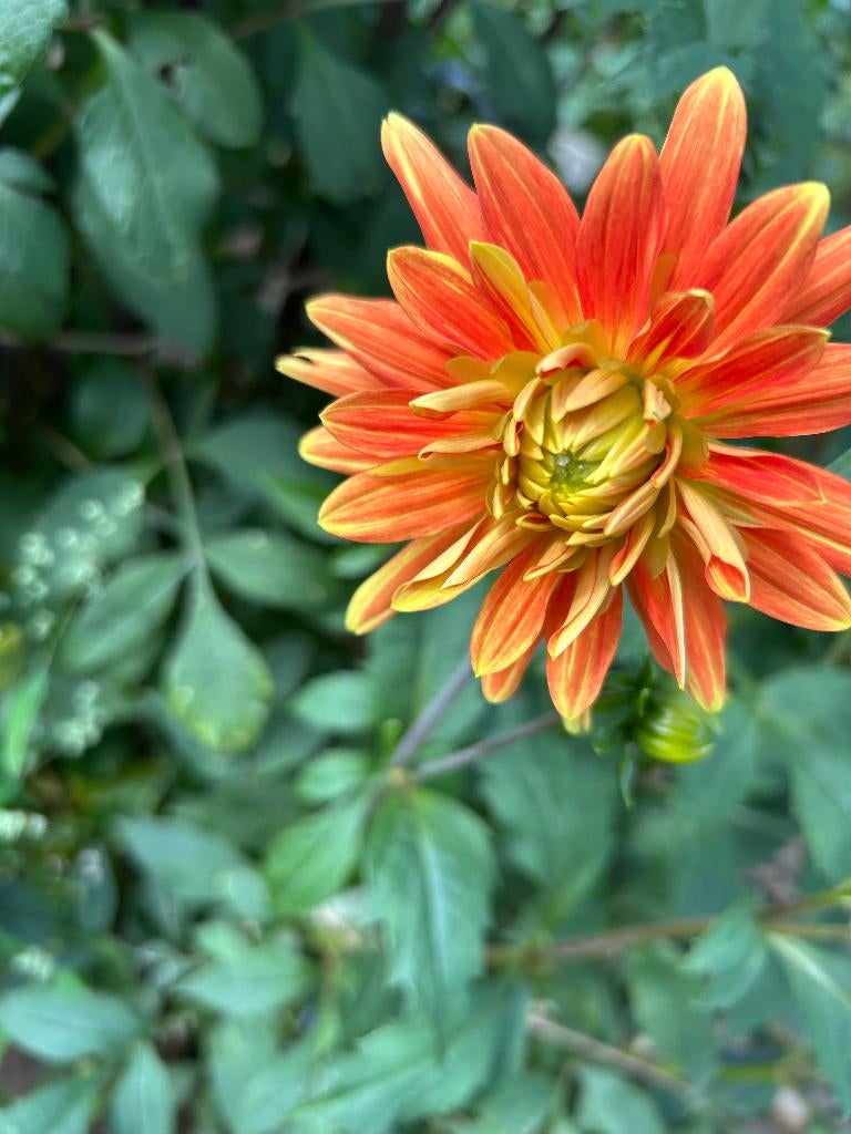 Dahlia's, Ophalen, Voorjaar, Volle zon, Knol
